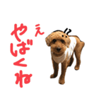 トイプードル T まる（個別スタンプ：2）