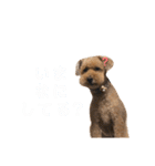 トイプードル T まる（個別スタンプ：5）