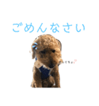 トイプードル T まる（個別スタンプ：12）