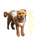 トイプードル T まる（個別スタンプ：13）