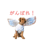 トイプードル T まる（個別スタンプ：14）