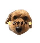 トイプードル T まる（個別スタンプ：15）