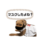 トイプードル T まる（個別スタンプ：16）