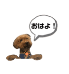 トイプードル T まる（個別スタンプ：17）