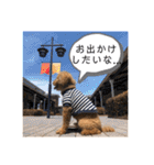 トイプードル T まる（個別スタンプ：27）