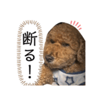 トイプードル T まる（個別スタンプ：29）