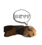 トイプードル T まる（個別スタンプ：30）