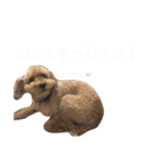 トイプードル T まる（個別スタンプ：31）