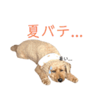 トイプードル T まる（個別スタンプ：36）