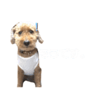 トイプードル T まる（個別スタンプ：37）
