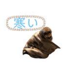 トイプードル T まる（個別スタンプ：39）