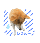 柴犬コロちゃんの日常（個別スタンプ：1）