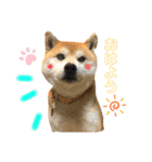 柴犬コロちゃんの日常（個別スタンプ：2）