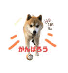 柴犬コロちゃんの日常（個別スタンプ：3）