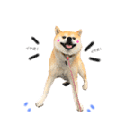 柴犬コロちゃんの日常（個別スタンプ：4）