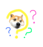 柴犬コロちゃんの日常（個別スタンプ：6）