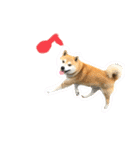 柴犬コロちゃんの日常（個別スタンプ：7）