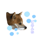 柴犬コロちゃんの日常（個別スタンプ：8）