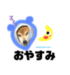 柴犬コロちゃんの日常（個別スタンプ：9）