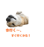柴犬コロちゃんの日常（個別スタンプ：10）
