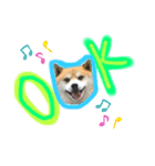 柴犬コロちゃんの日常（個別スタンプ：12）