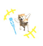 柴犬コロちゃんの日常（個別スタンプ：13）