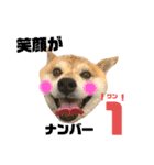 柴犬コロちゃんの日常（個別スタンプ：14）