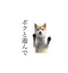 柴犬コロちゃんの日常（個別スタンプ：15）