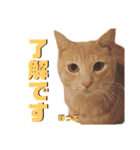 2匹の茶トラ むぎとほっぷ【完全版】（個別スタンプ：3）