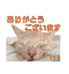 2匹の茶トラ むぎとほっぷ【完全版】（個別スタンプ：4）