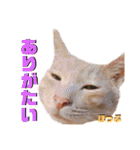 2匹の茶トラ むぎとほっぷ【完全版】（個別スタンプ：5）