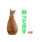 2匹の茶トラ むぎとほっぷ【完全版】（個別スタンプ：8）