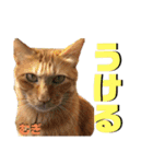 2匹の茶トラ むぎとほっぷ【完全版】（個別スタンプ：11）