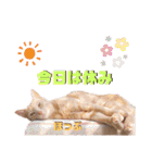 2匹の茶トラ むぎとほっぷ【完全版】（個別スタンプ：15）