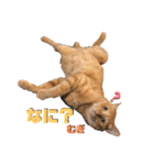 2匹の茶トラ むぎとほっぷ【完全版】（個別スタンプ：17）
