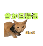 2匹の茶トラ むぎとほっぷ【完全版】（個別スタンプ：19）