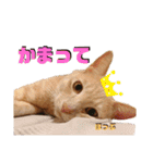 2匹の茶トラ むぎとほっぷ【完全版】（個別スタンプ：20）