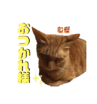 2匹の茶トラ むぎとほっぷ【完全版】（個別スタンプ：22）