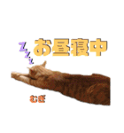 2匹の茶トラ むぎとほっぷ【完全版】（個別スタンプ：23）