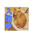 2匹の茶トラ むぎとほっぷ【完全版】（個別スタンプ：26）