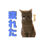 2匹の茶トラ むぎとほっぷ【完全版】（個別スタンプ：28）