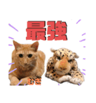 2匹の茶トラ むぎとほっぷ【完全版】（個別スタンプ：31）