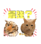 2匹の茶トラ むぎとほっぷ【完全版】（個別スタンプ：32）