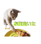 2匹の茶トラ むぎとほっぷ【完全版】（個別スタンプ：33）
