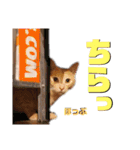 2匹の茶トラ むぎとほっぷ【完全版】（個別スタンプ：34）