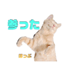 2匹の茶トラ むぎとほっぷ【完全版】（個別スタンプ：35）