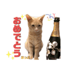 2匹の茶トラ むぎとほっぷ【完全版】（個別スタンプ：38）
