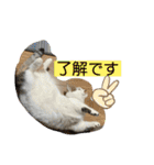 平次＆孝3（個別スタンプ：17）