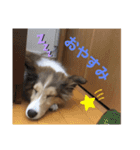 シェルティ ララの癒しスタンプ（個別スタンプ：4）