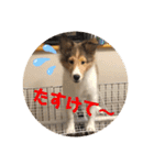 シェルティ ララの癒しスタンプ（個別スタンプ：6）
